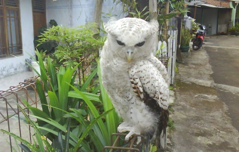 Bubo owl