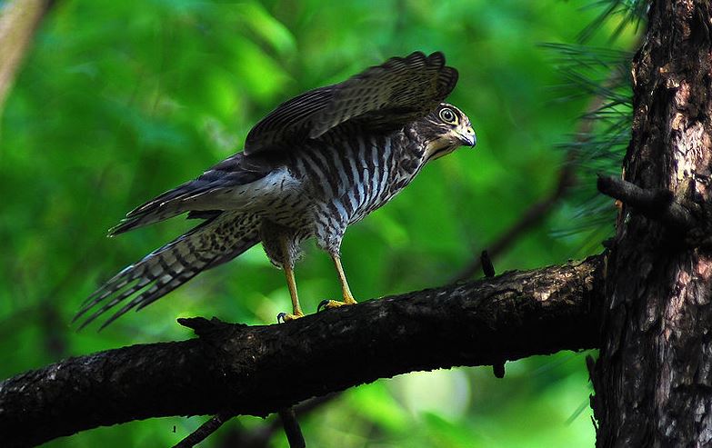 Andaman eagle owl