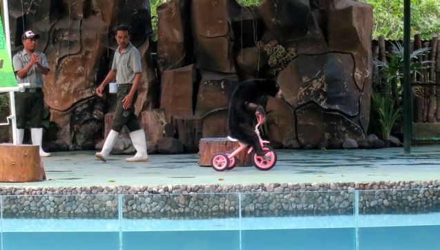 monyet naik sepeda, Gembira Loka Zoo 