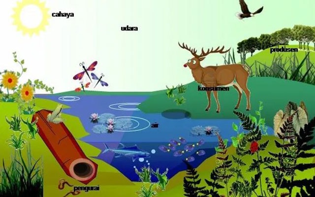 Definition of Ecosystems