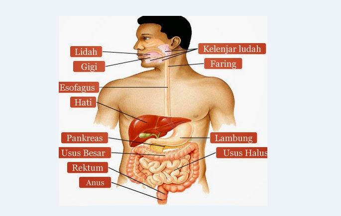 Sistem pencernaan pada anatomi tubuh manusia