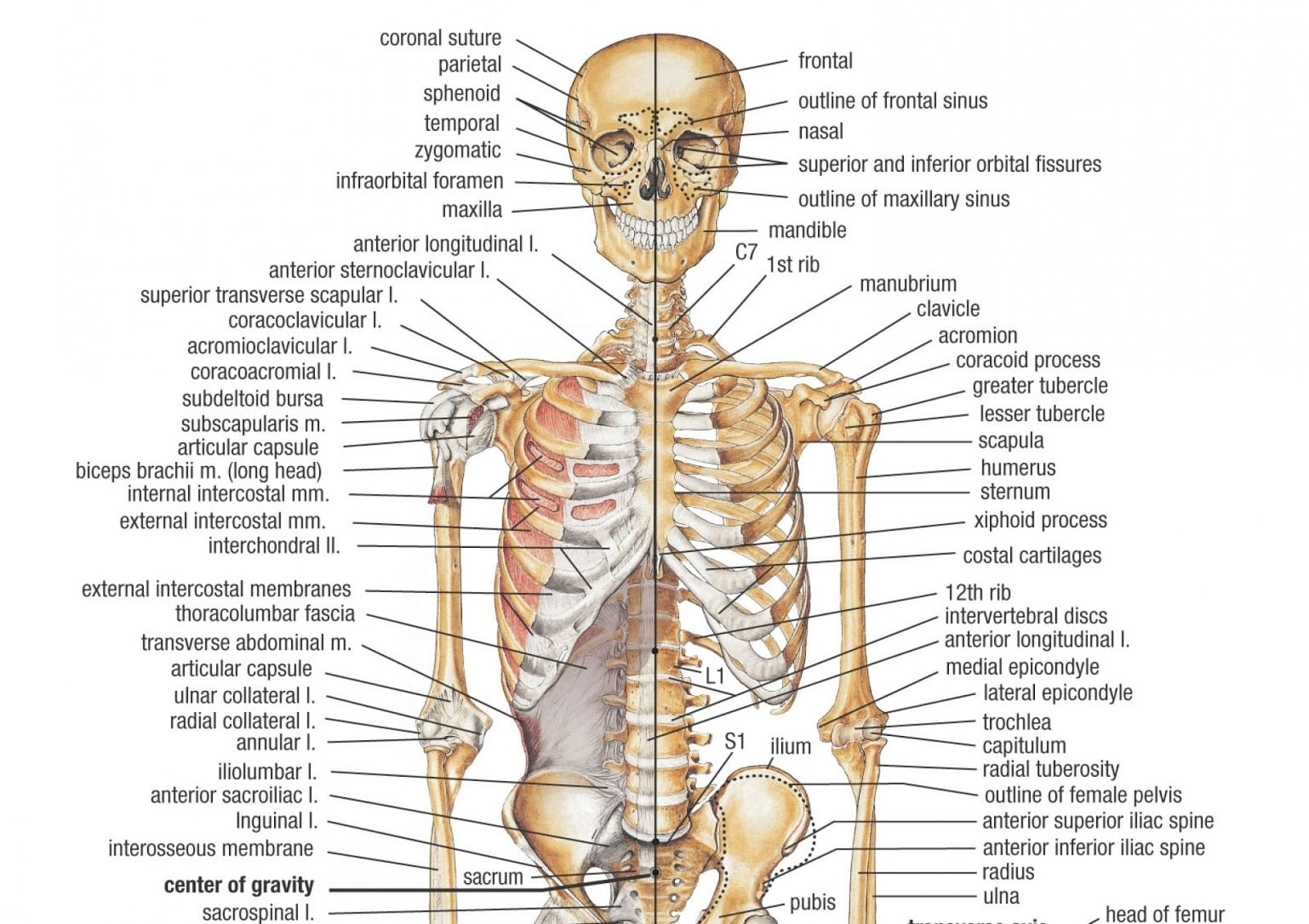 sistem rangka dalam anatomi tubuh manusia