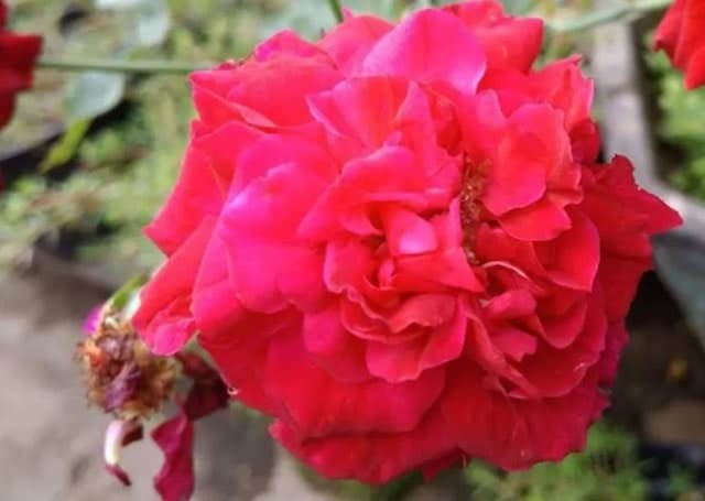 Gambar Bunga Buck Roses