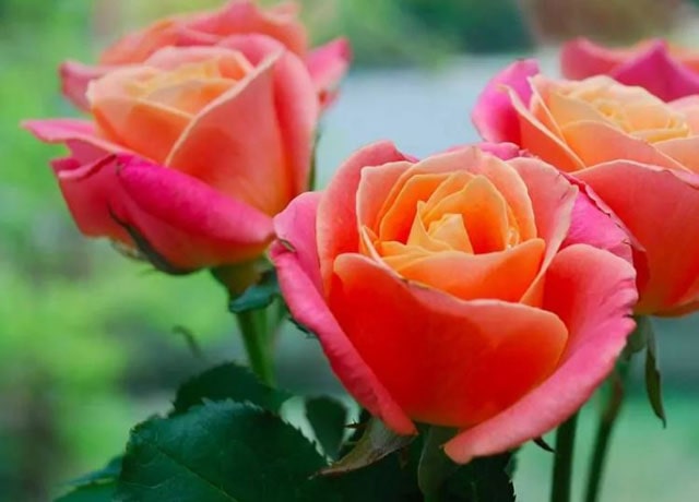 Gambar Bunga Mawar Peach