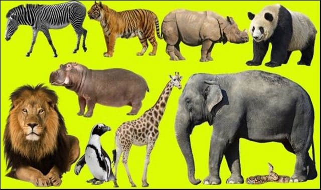 Pictures of All Animals on Earth