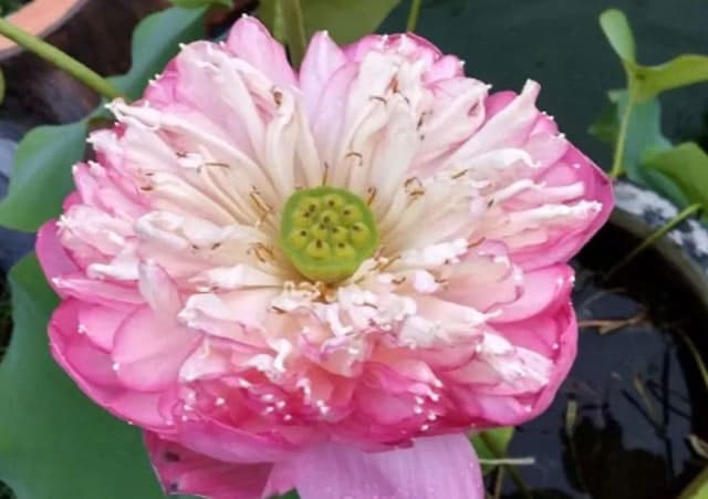 Gambar bunga seroja, lotus