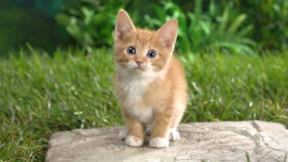 cute kitten pictures