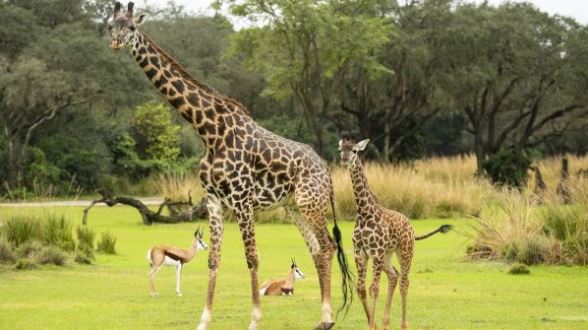 pictures of endangered animals, endangered giraffes