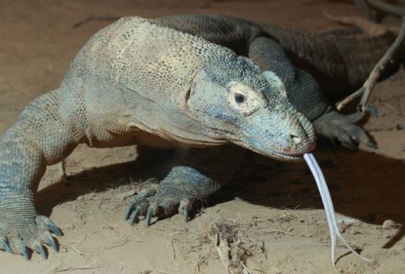 Komodo dragon reptile image