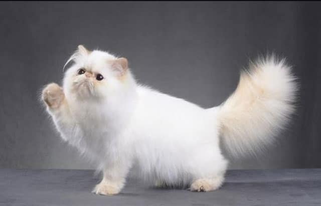Image of thick fur Persian cat