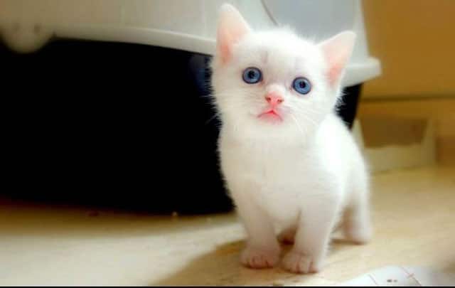 white cat image
