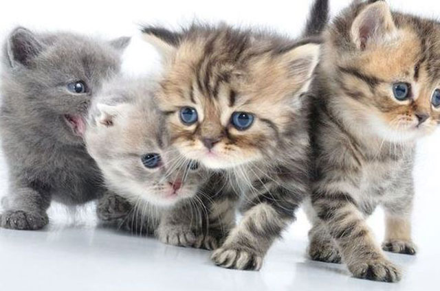 collection of cute kittens