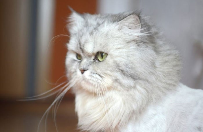 Caring for Persian Cats