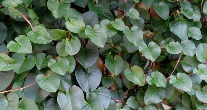 Heartleaf Maderavine Madevine or binahong leaves