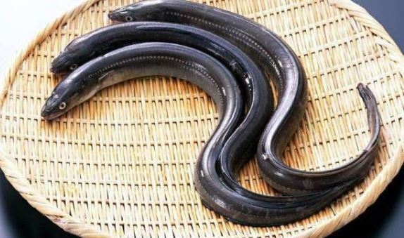 eel fish, freshwater fish is expensive