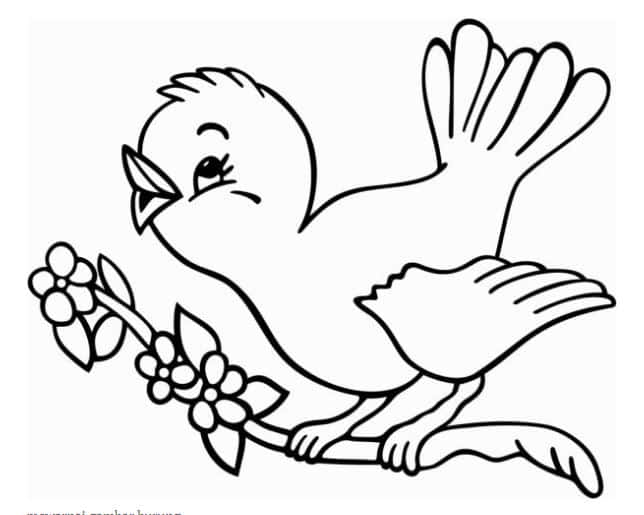 coloring pictures of birds
