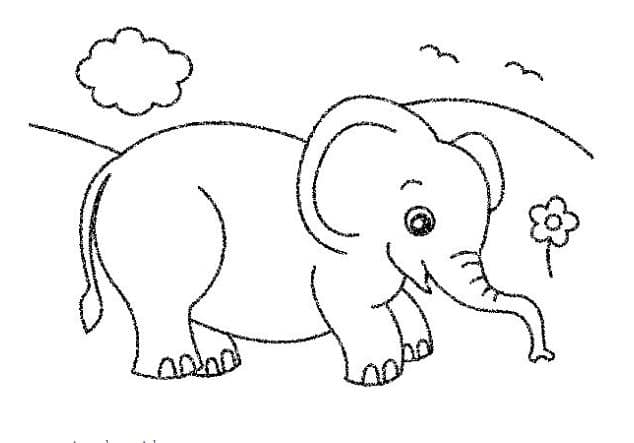 coloring elephant pictures