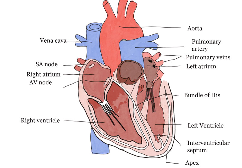 Circulatory System in Humans