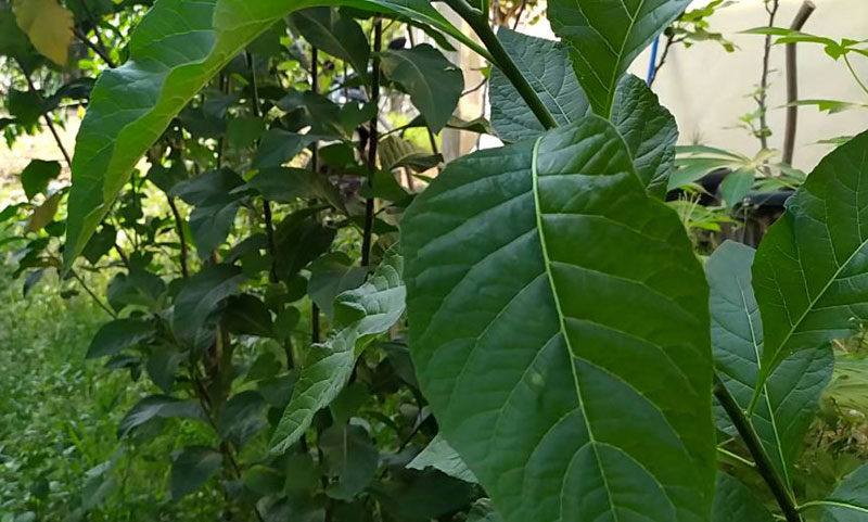 Health Benefits of African leaves