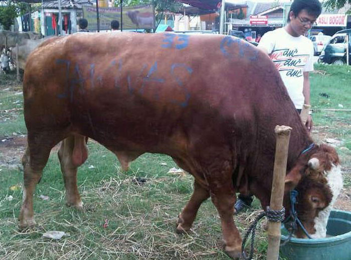 Sapi Chilli, sapi terbesar di Indonesia