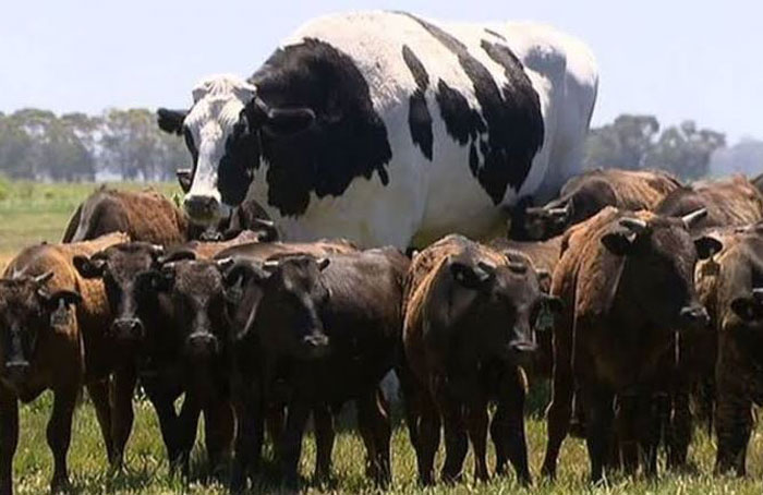 Largest Cows in the World