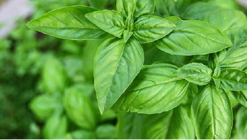 Benefits of Basil Leaves for our health