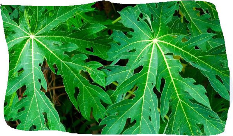 Benefits of Eating Papaya leaves