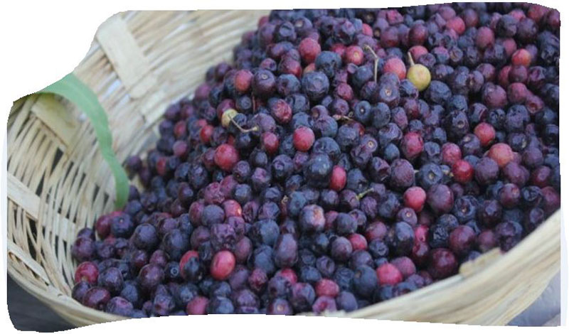 Falsa Fruit Facts and Benefits
