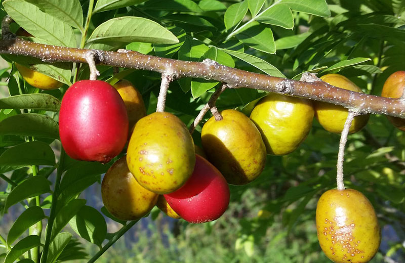 Health Benefits of Jocote Fruit