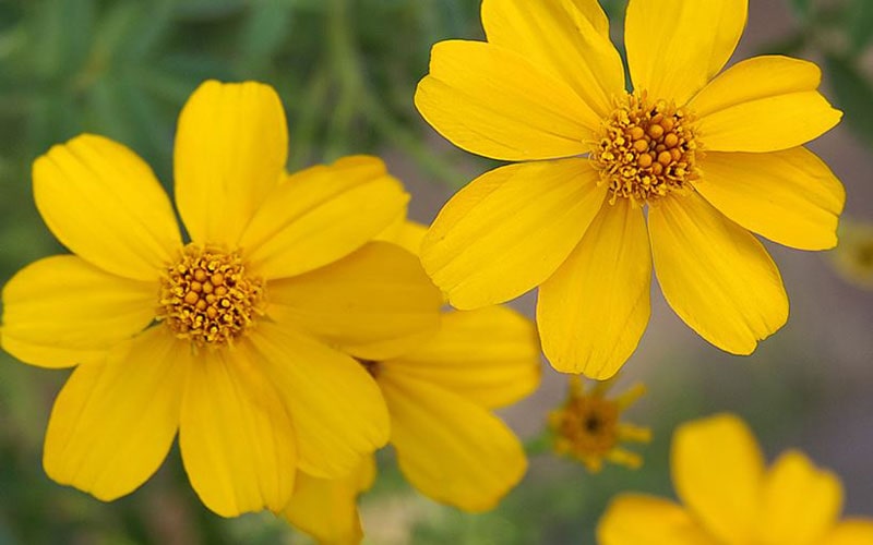 Mexican Marigold Facts and health benefits