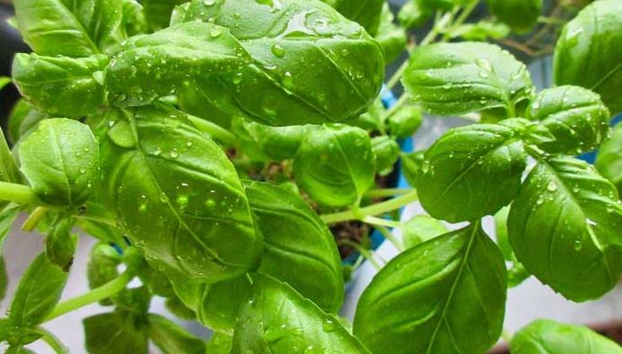 How to Freeze Basil Leaves