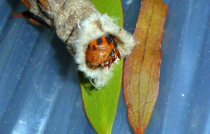 Bagworm Moth Caterpillar