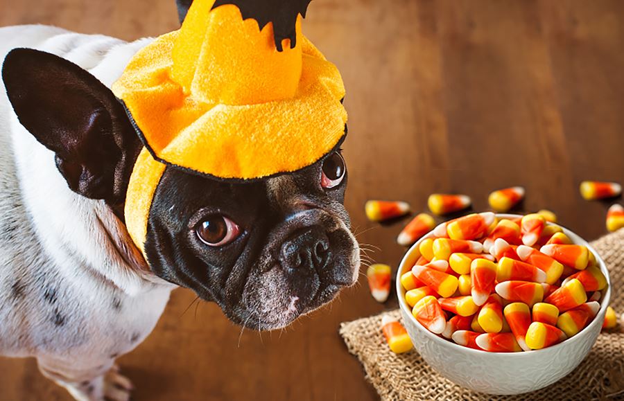 Food that is Harmful to Your Dog