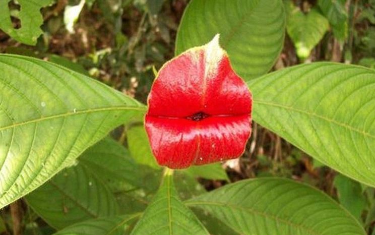 Psychotria Elata