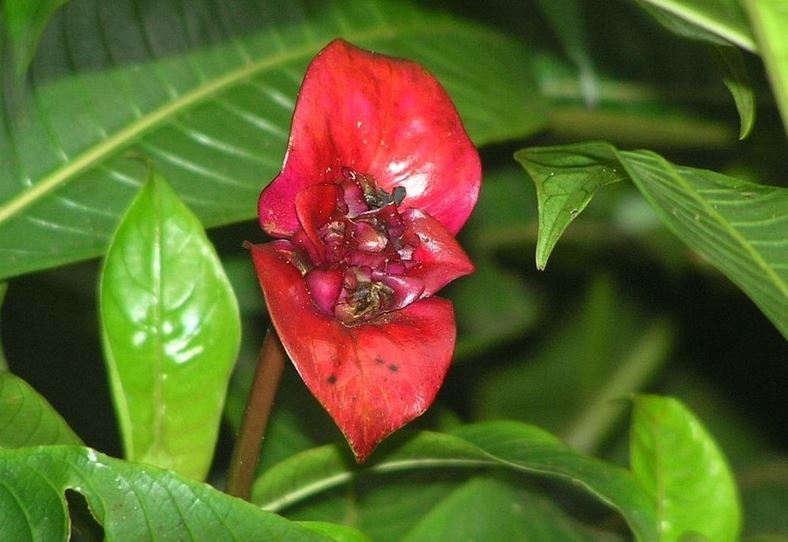 Psychotria Elata, lips like plant