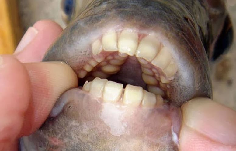 Sheepshead fish with teeth like human