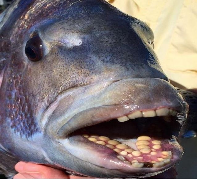 Sheepshead fish with the teeth like Human
