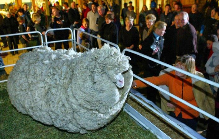 Shrek, The Sheep Who Escaped Shearing For 6 Years