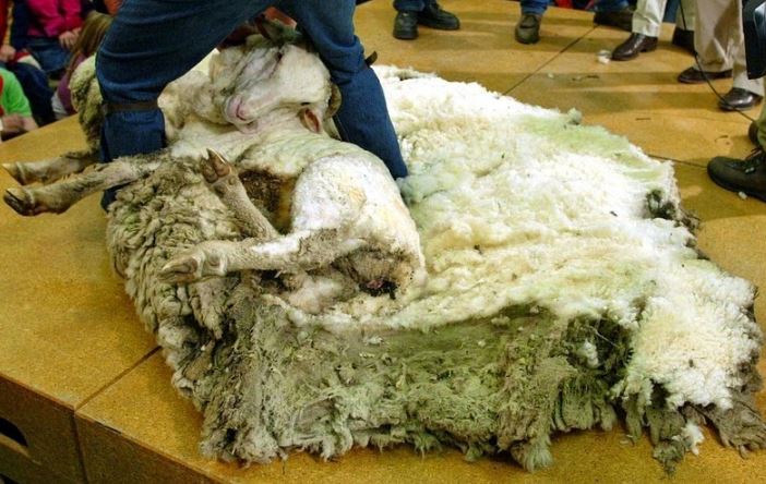 Shearing process of shrek wool