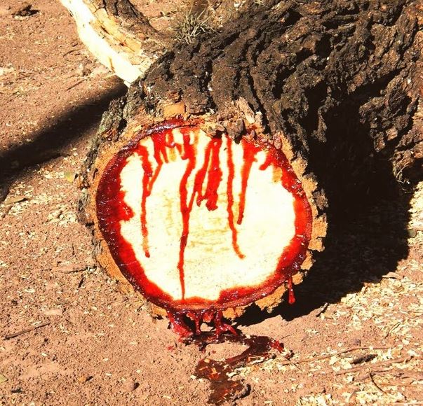 The Bloodwood Tree