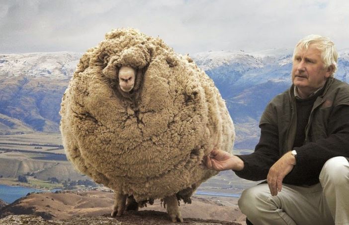 The Sheep Who Escaped Shearing For 6 Years