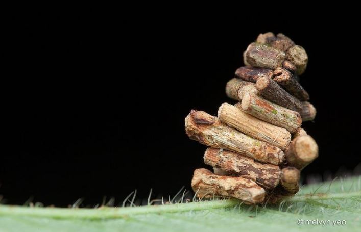 The cocoon of the bagworm moth 