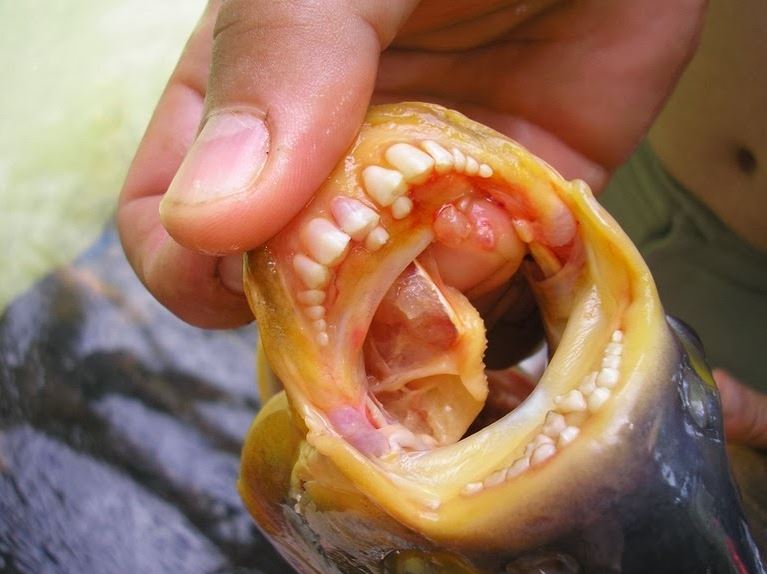 pacu fish Teeth like human