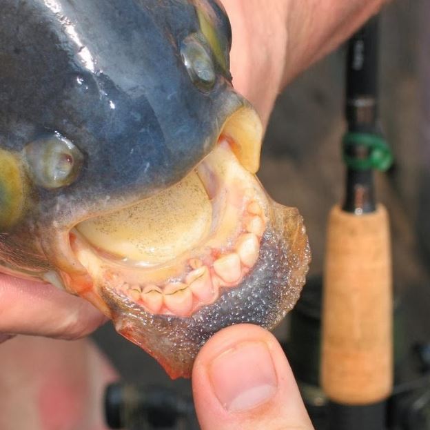 pacu fish with Human Teeth