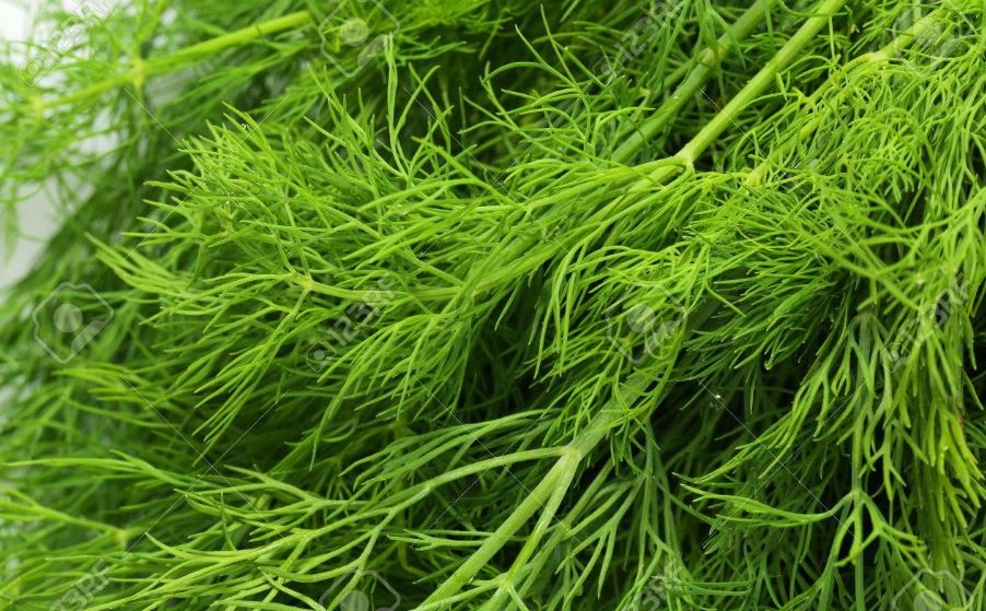 Fresh Dill for celery substitute