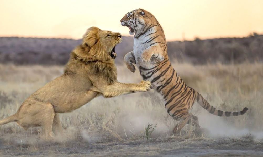 What Happens When a Lion Fights a Tiger