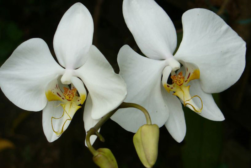 Moon Orchid