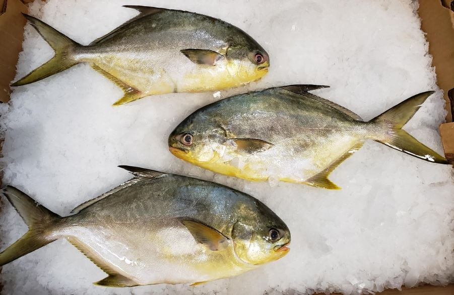 Pompano Fish Health Benefits
