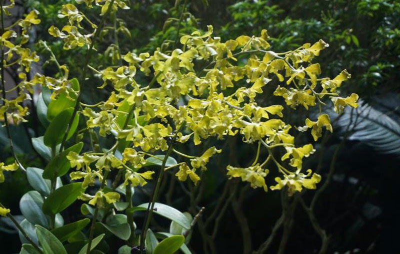 Tien Suharto's Orchid