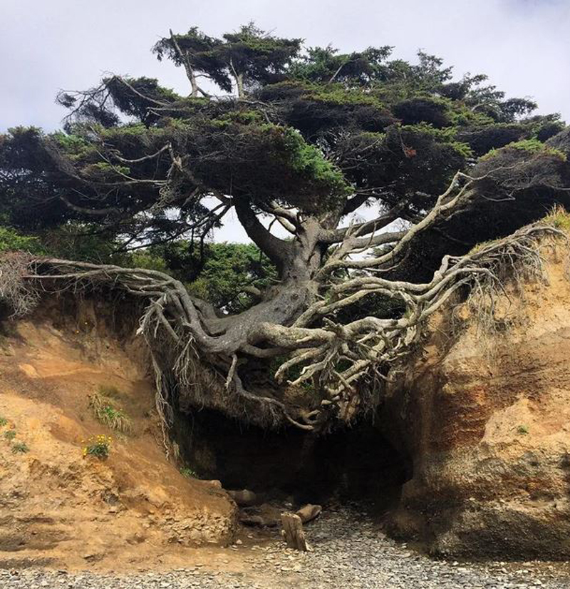Magical Tree Of Life in Kalaloch Beach, Washington